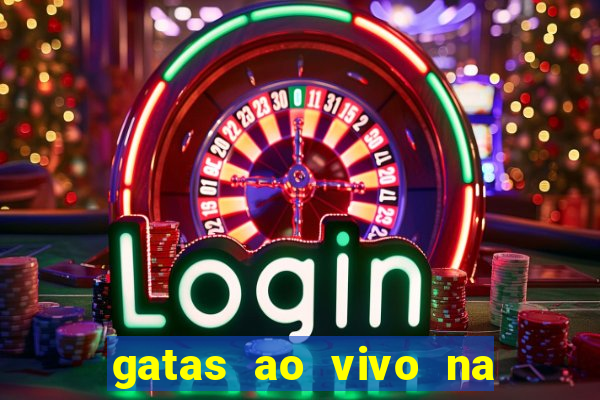 gatas ao vivo na web cam
